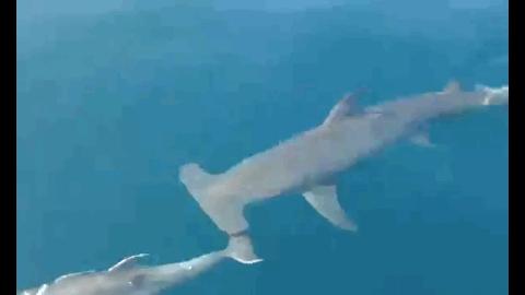 科普鲨鱼为什么不吃海豚呢,鲨鱼为什么不吃海豚的真相