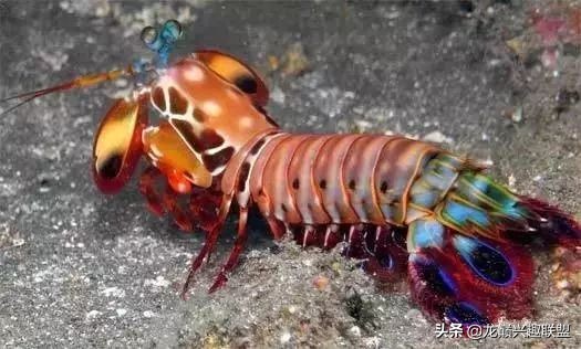 小小的皮皮虾真的有那么厉害吗,深度揭秘皮皮虾