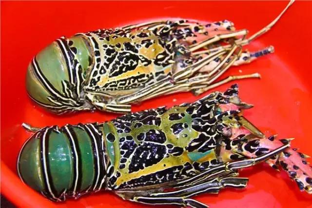 对帕劳之行的感悟,帕劳一场诗和远方的旅行