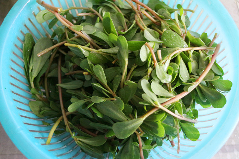 春天的野菜真好吃,时令野菜味道好极了