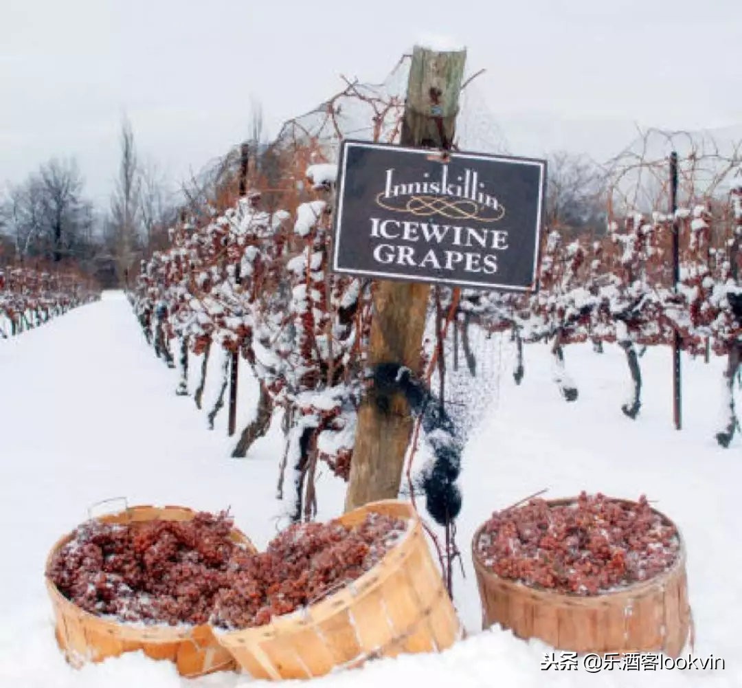 现在最火的冰酒,冰酒是什么档次的