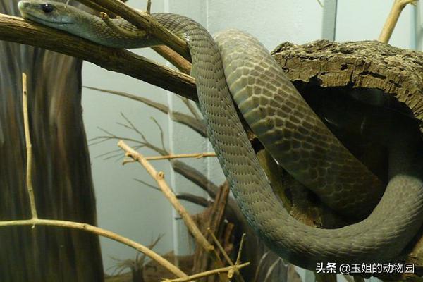秒杀非洲狮，黑曼巴蛇的实力有多恐怖？能否称作毒蛇中的天花板？