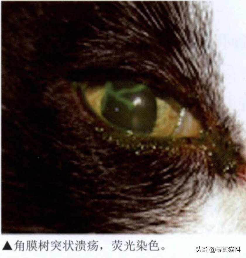 猫只流脓鼻涕打喷嚏也是疱疹吗,猫得了疱疹病毒只打喷嚏和流鼻涕