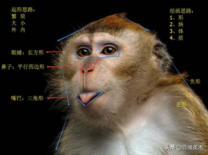 猴子素描教程,素描猴子图片大全大图