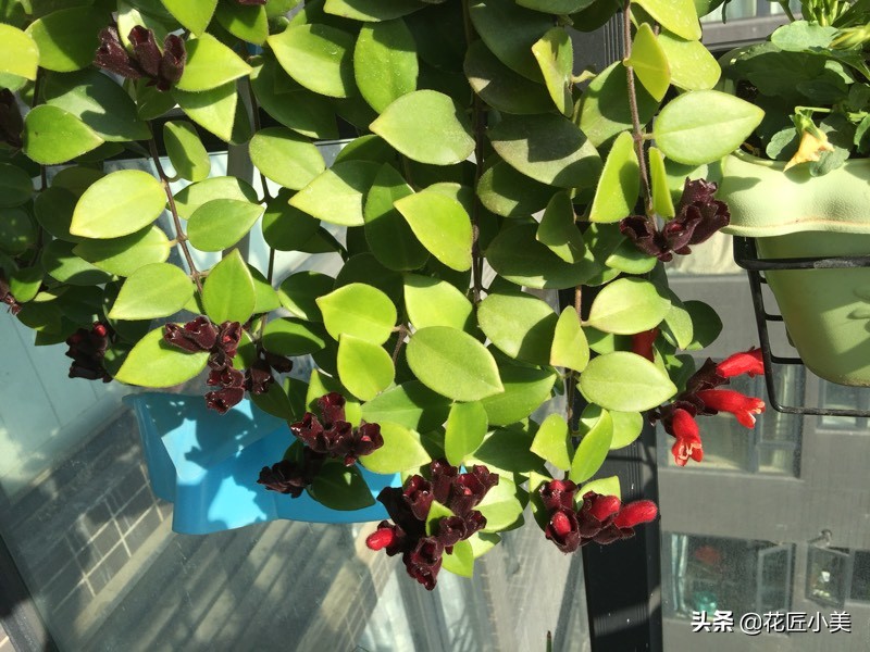 口红吊兰夏季哗哗掉叶子怎么办,口红吊兰叶子发黄掉落是怎么回事