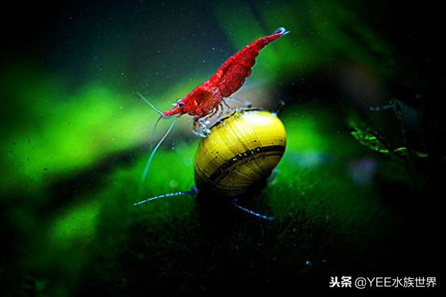 水草缸水草怎么选择,水草缸养鱼注意事项有哪些