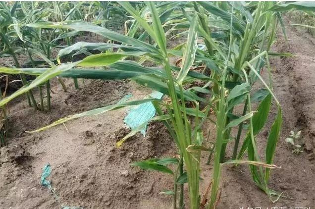 大姜劈库是啥原因,大姜劈杆怎么回事