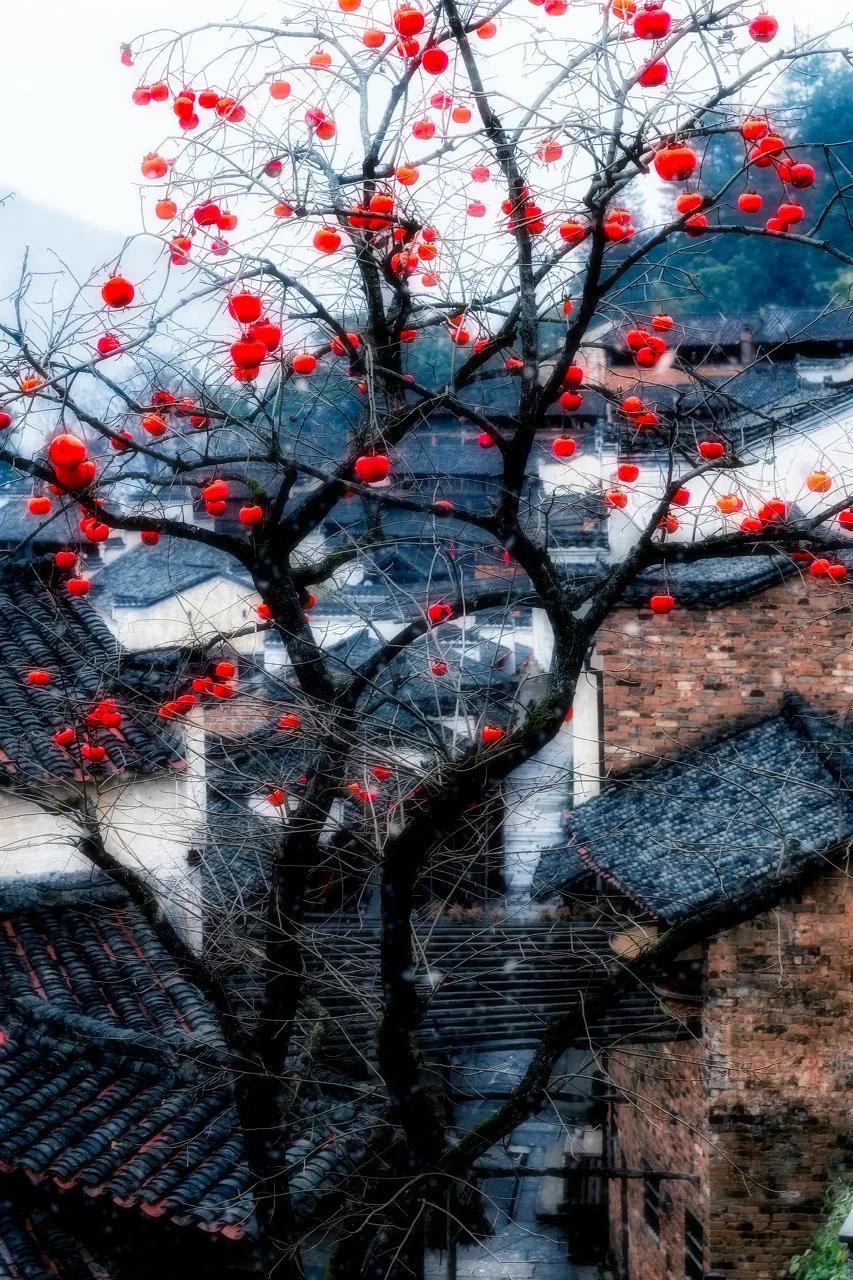 这才是中国最美的乡村,最值得去的鲜花小镇