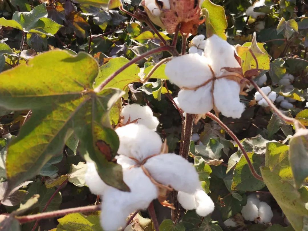 g-star为什么退出中国市场,gstar破产吗