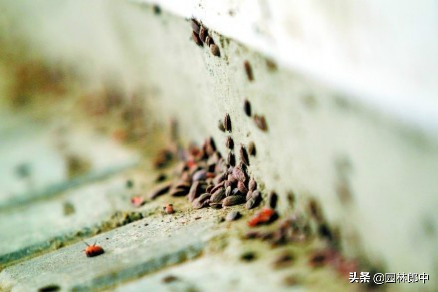 草履蚧用什么药治,防治草履蚧病虫喷药的通知