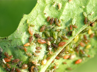 蚜虫的种类及图片大全,蚜虫种类有哪些图片