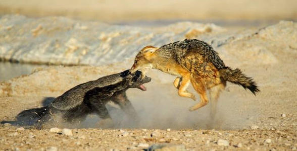 平头哥真正无所畏惧的原因是什么,我们看到平头哥的眼睛会怎么样