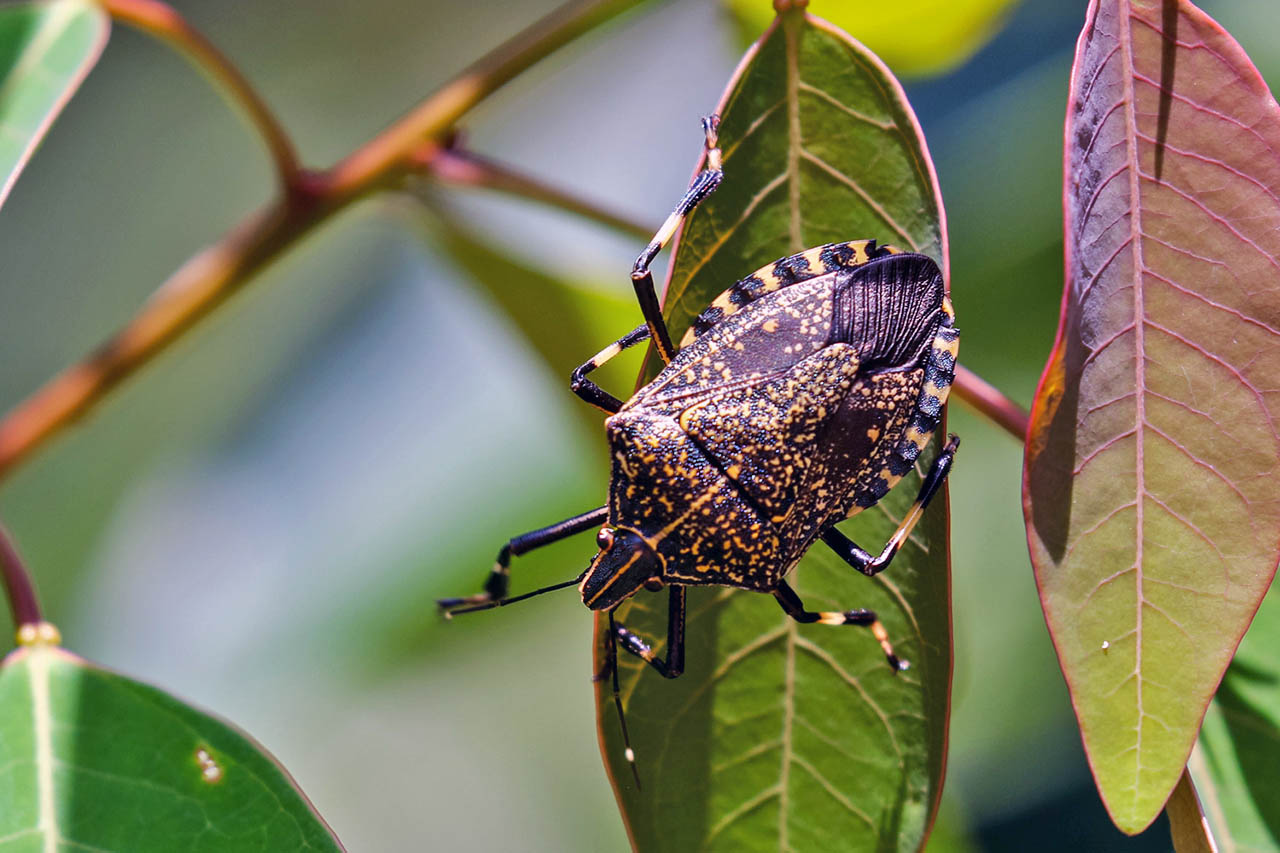 臭大姐特别多怎么回事,臭屁虫图片能吃吗