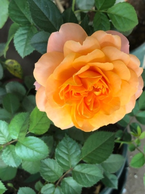 月季花栽培管理、病虫害、养护修剪关键技术