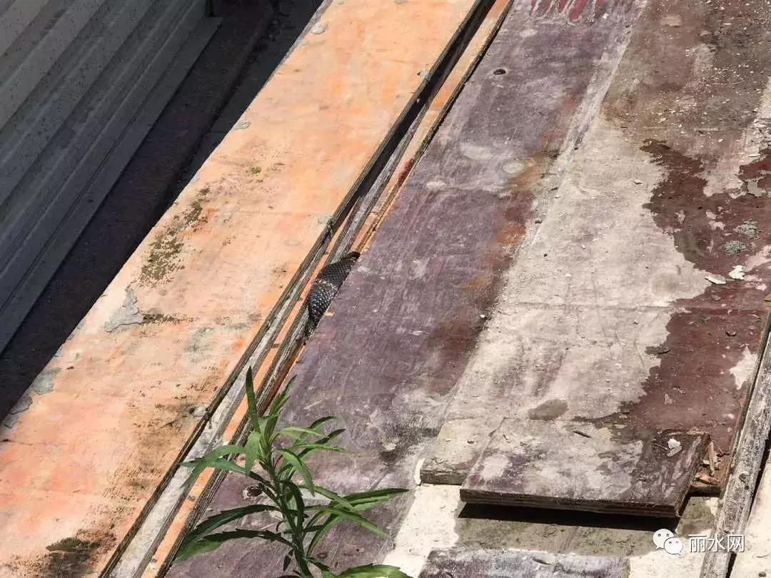 惠州小区发现眼镜蛇,一小区出现蛇