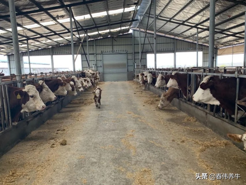 如何提高母牛受孕率,如何增加母牛产子率的方法