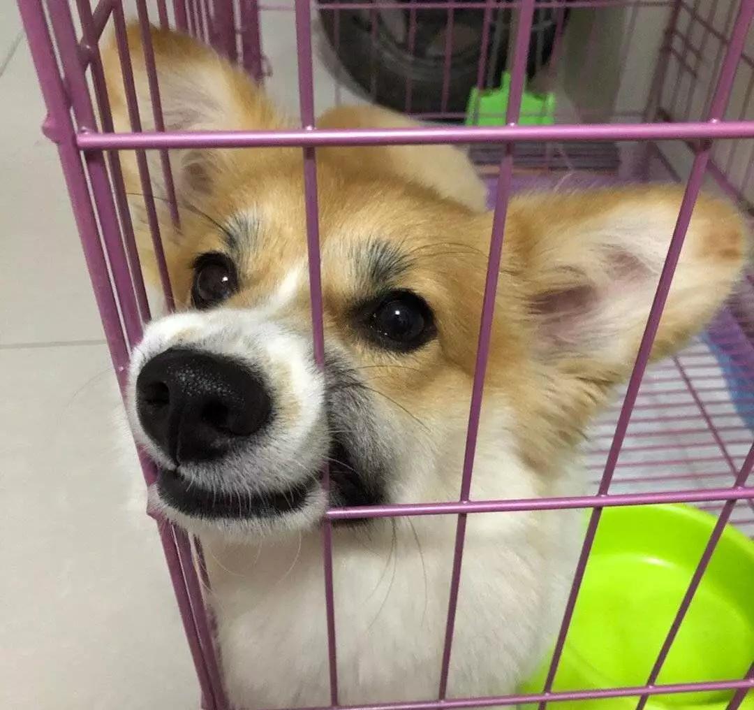 铲屎的都是因为啥和狗吵架，原谅我笑出了声