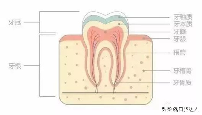 不吃糖按时刷牙为什么牙齿还会坏,为什么都按时刷牙了牙齿还那么黄