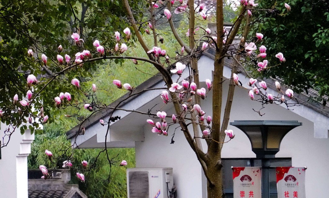 春雨江苏东台,春雨江苏无锡