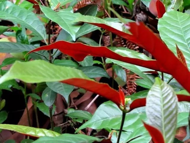 100种常见观叶植物图鉴史上最全,农村常见的100种植物