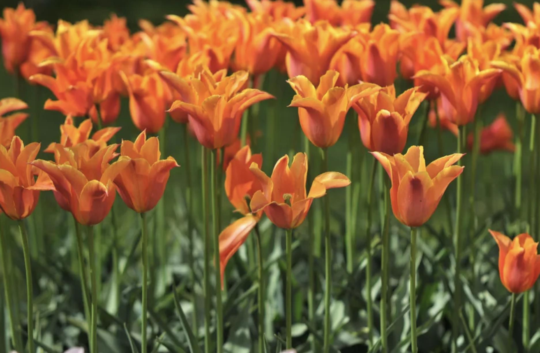 充满活力阳光的花,20种需要阳光的花