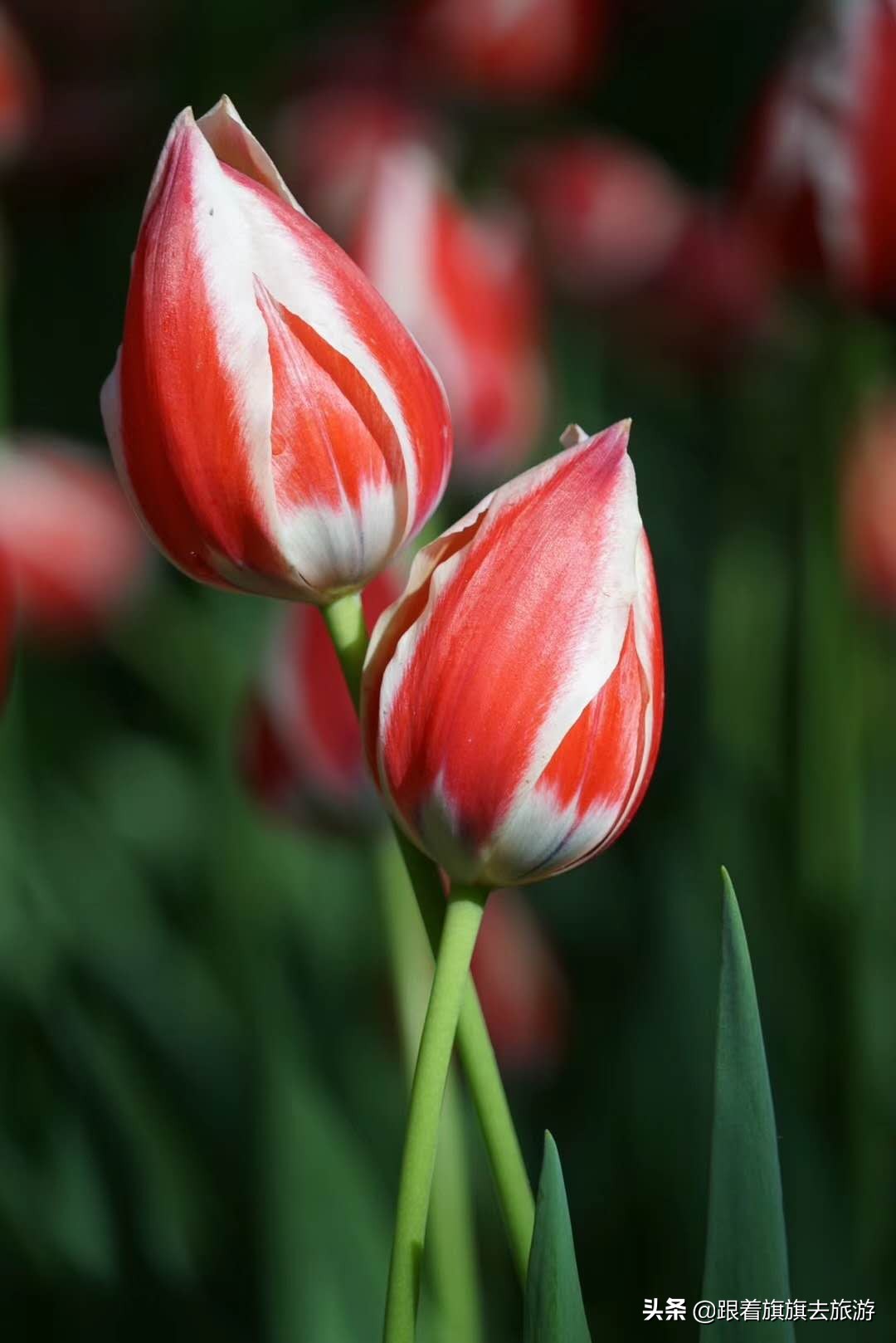 北京香山郁金香,帝都郁金香