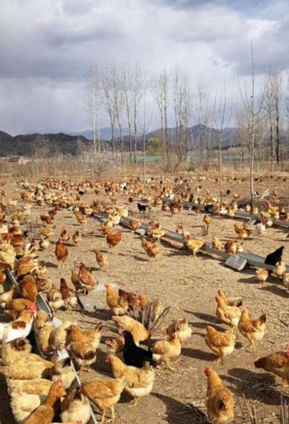 霉菌性胃肠炎的症状和表现,霉菌胃肠炎怎么治疗