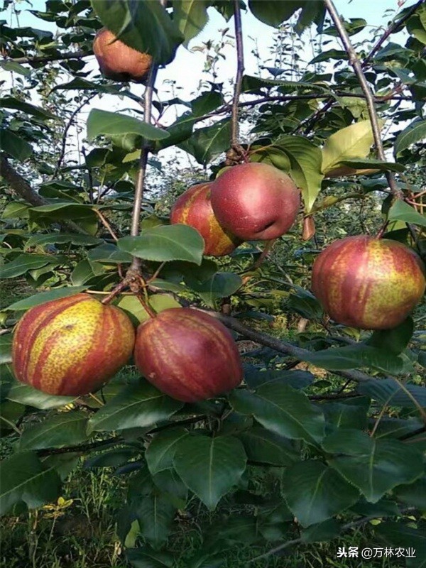 梨树的优良品种有哪些,目前梨树品种最甜的品种