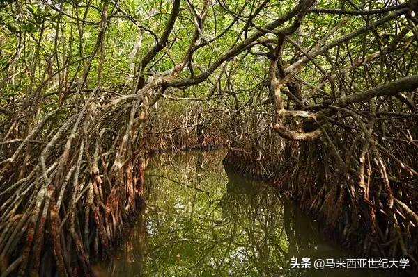 马来西亚最受欢迎度假区,马来西亚旅游最好玩的岛