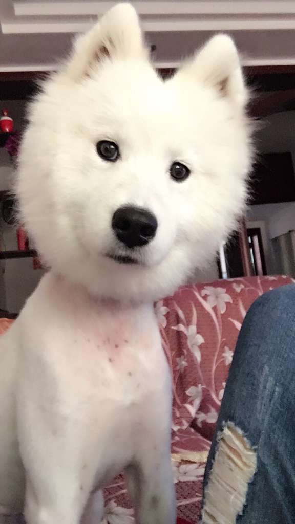 萨摩耶越来越瘦怎么回事,萨摩耶偏瘦怎么办