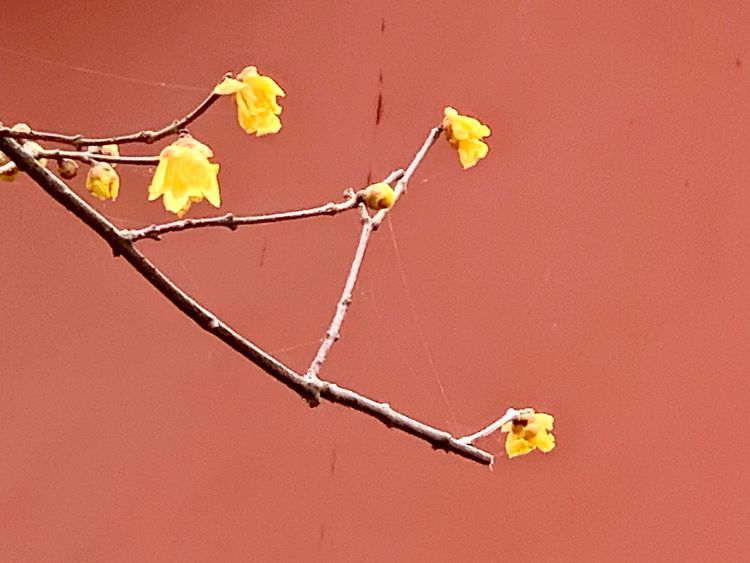 不惧严寒,不惧严寒静待春暖花开