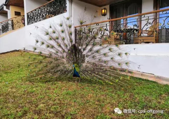 这个野奢的国度，欧美、日韩人都爱去，为何我们国家没人去？