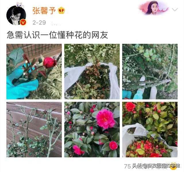 张馨予不做饭改种花了，老公何捷帮不上忙，只好线上求助网友