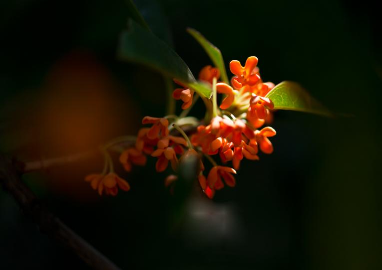 独占三秋压群芳,独占三秋压众芳何咏橘绿与橙黄