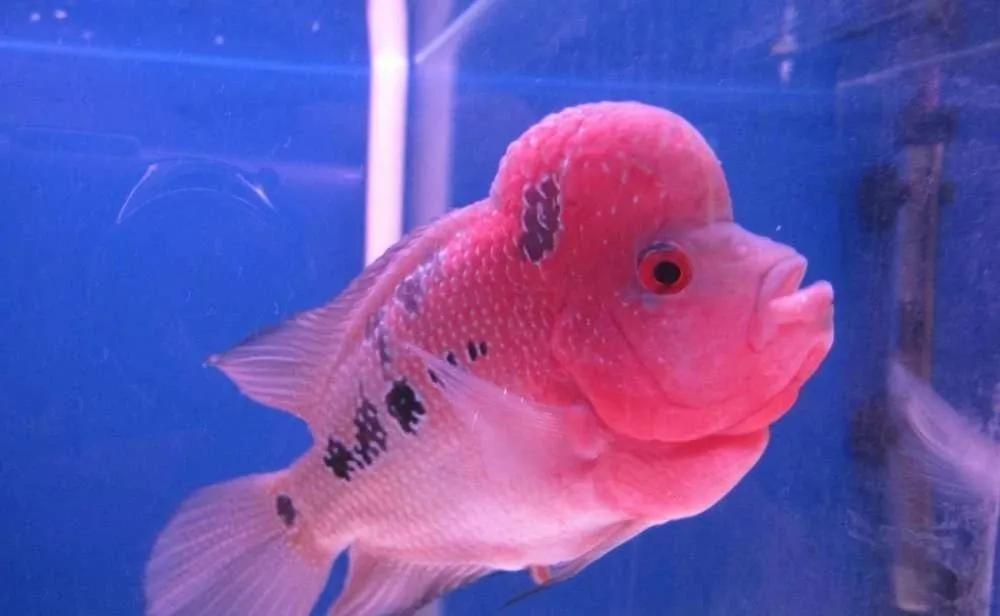 好斗的鱼罗汉鱼,罗汉鱼有多活泼