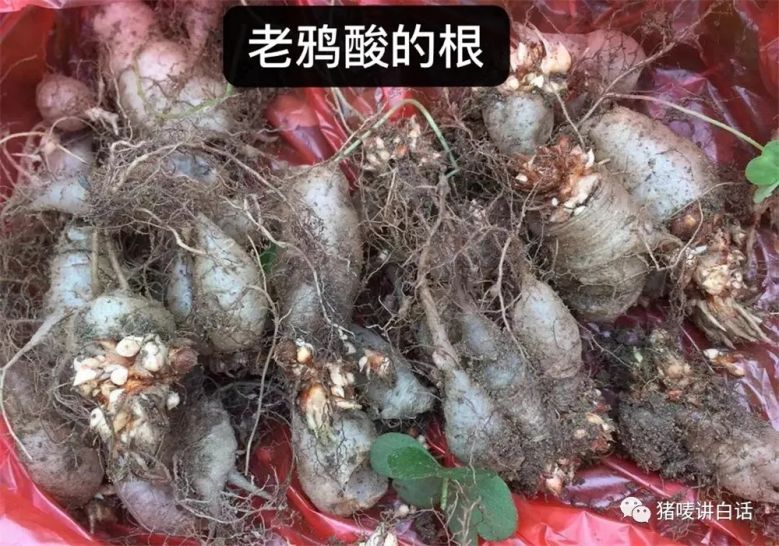 钦州童年回忆,钦州农村人童年的回忆