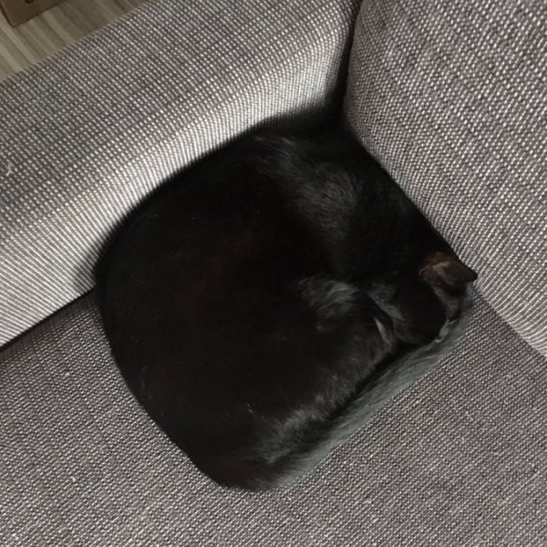 猫咪变身奥秘 (盘点猫咪成精)