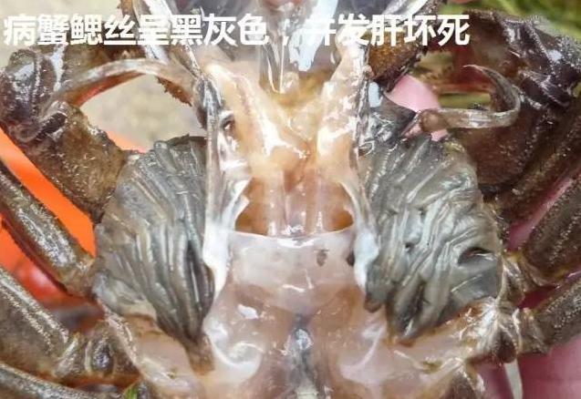 河蟹养殖的十大疾病,河蟹黑鳃用什么药