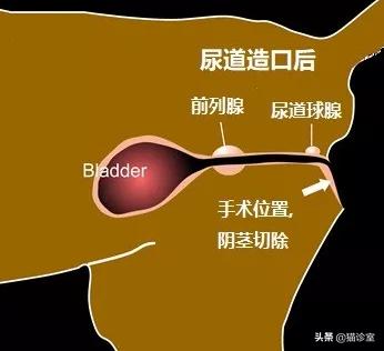 猫自发性膀胱炎症状,公猫尿闭膀胱肿大很硬怎么排尿