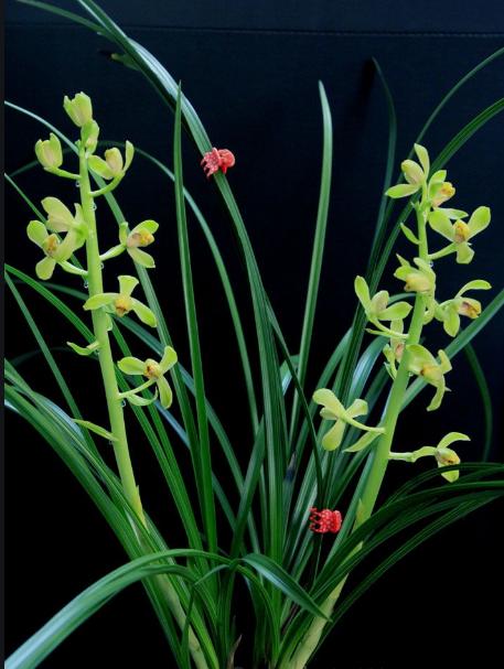 兰花八大名品价格,荷瓣兰花第一名品