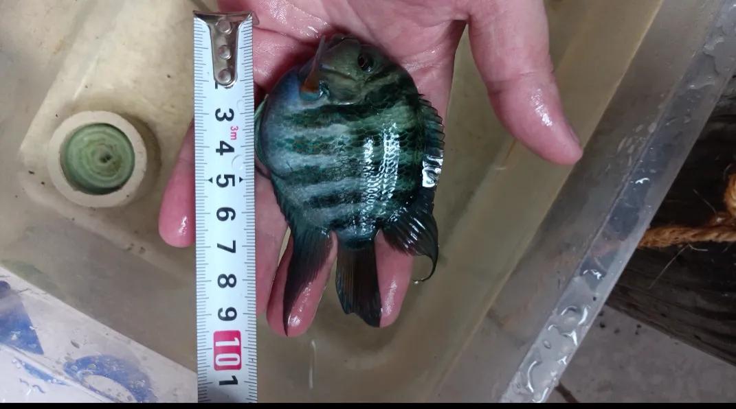 鹦鹉鱼可以跟迷你鹦鹉鱼一起养吗,迷你鹦鹉鱼会吃别的鹦鹉鱼小鱼吗