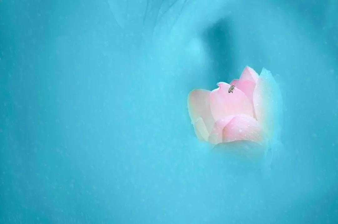 描写荷塘月色的诗句优美的,荷塘月色的诗句大全