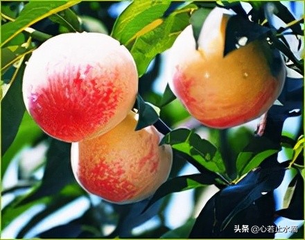 立秋是秋天的第1个节气,立秋秋季的第一个节气