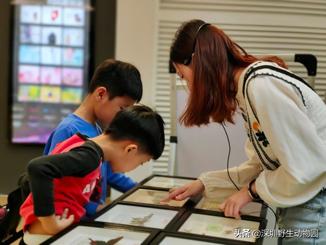 聆听奇趣虫语，发现自然之美