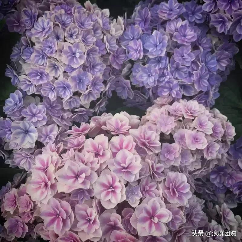 十种好看的绣球,最好看的绣球花视频