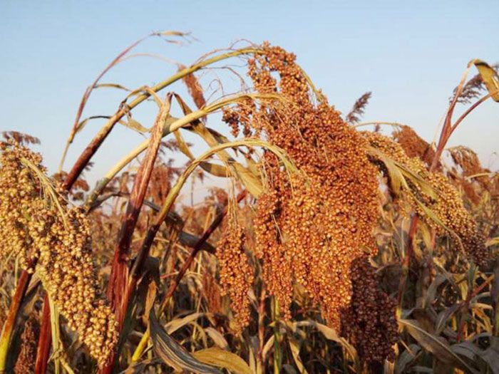 悦读文摘莫言经典语录,悦读莫言