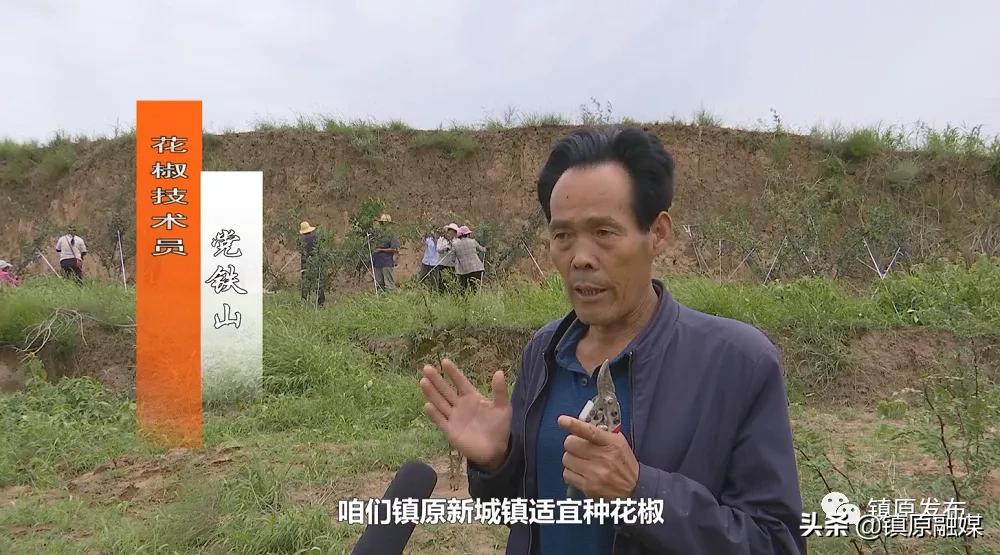 镇原花椒,襄汾花椒映红致富路