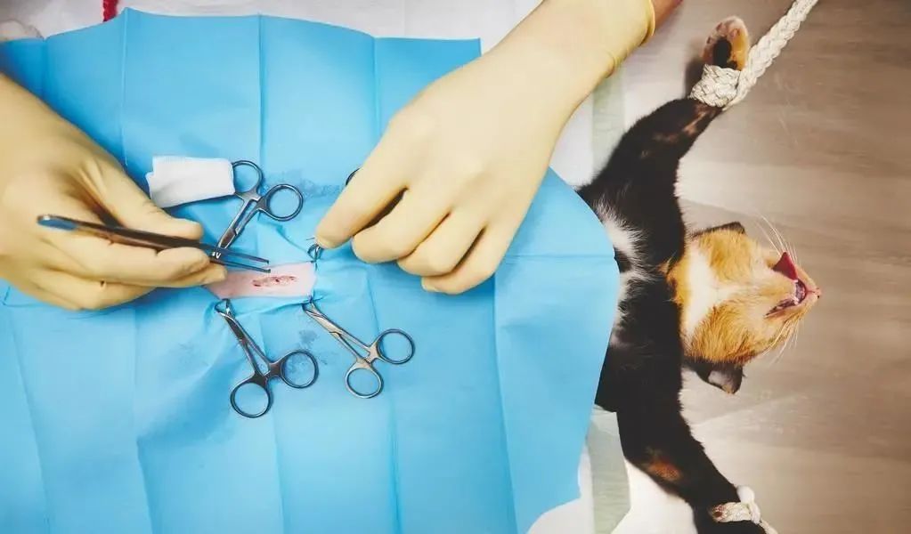 猫咪绝育后还能配猫吗,猫咪绝育冷知识