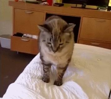 猫咪打喷嚏但不传染,猫咪过敏性打喷嚏怎么解决