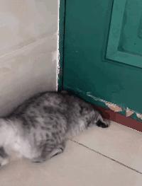 如何让猫咪不怕热,家里没空调猫该怎么办